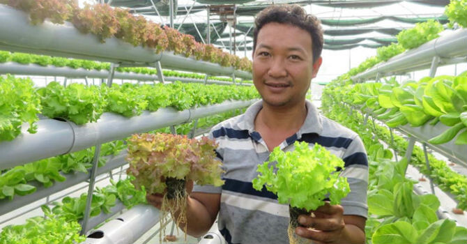Những kỹ sư thu tiền tỷ từ trồng rau thủy canh