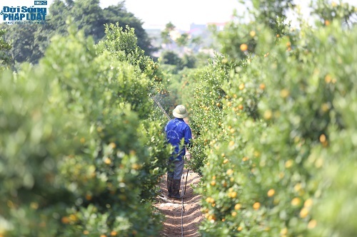 Vườn quất lộc bình
