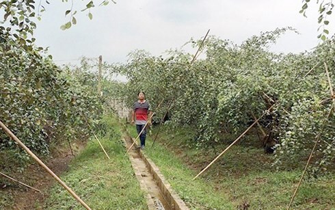 Nông dân kiếm tiền tỷ nhờ trồng cây táo