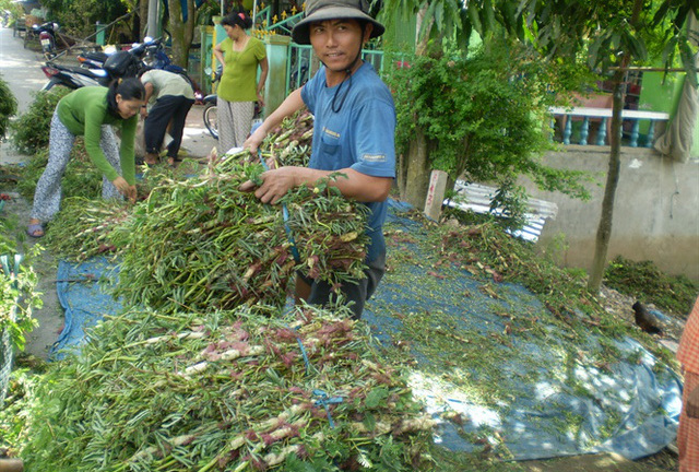 Trồng rau nhút trên mặt nước, bà con vùng lũ thu hàng chục triệu mỗi tháng