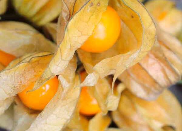 Loại rau dại ở Việt Nam được ví như dược liệu quý tại Nhật Bản