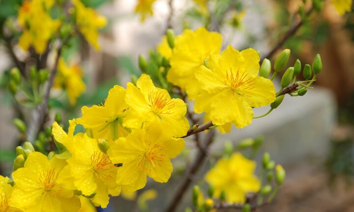 Giá hoa mai tết Mậu Tuất 2018 sẽ tăng mạnh