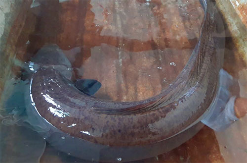 Người dân góp tiền mua cá chình