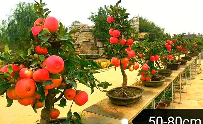 Cây cảnh độc lạ, chó đúc bằng vàng khuấy động thị trường quà tặng Tết 2018