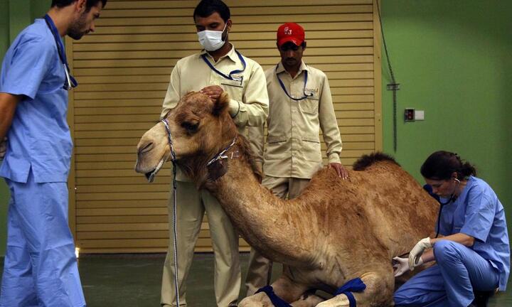 Dubai xây bệnh viện 247 tỷ đồn dành riêng cho lạc đà