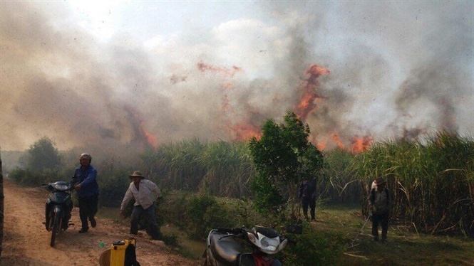 Công an điều tra vụ 100 ha mía sắp thu hoạch bị cháy rụi