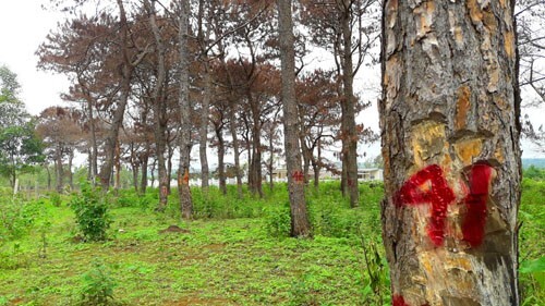 Bắt tạm giam một Trưởng ban Ban Quản lý rừng phòng hộ