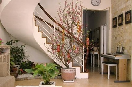 Cách chọn và giữ hoa đào đẹp ngày Tết đón tài lộc vào nhà 