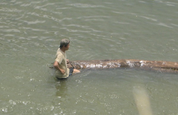 Khởi tố thêm 2 cán bộ kiểm lâm trong vụ phá rừng pơ mu ở Nghệ An