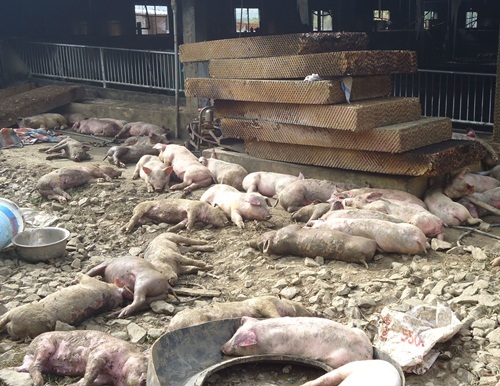 Chập điện trong trang trại, 1.200 con lợn chết cháy