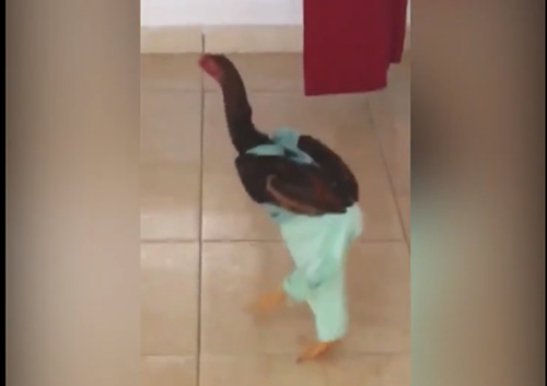 Các quý ông 'mê' gà dùng trăm phương ngàn kế để chống rét cho gà chọi