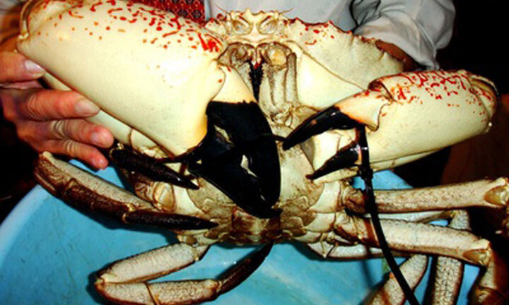Cua 'khổng lồ' giá vài chục triệu được giới nhà giàu săn đón