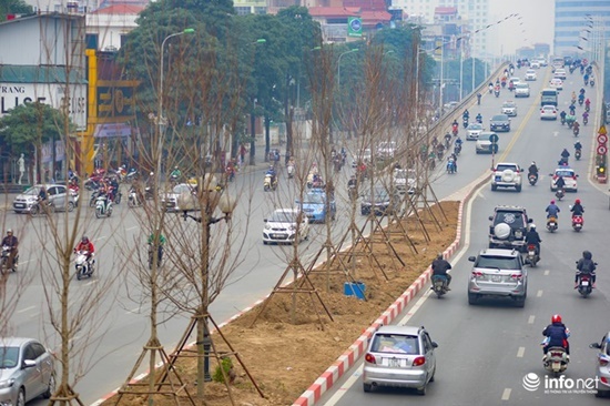 Kỳ vọng cây phong lá đỏ đem lại diện mạo mới cho Thủ đô