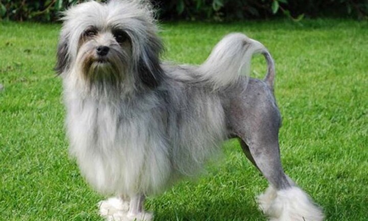 Ngắm những chú chó quý tộc giá nghìn USD