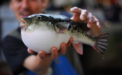 Siêu thị bán nhầm cá nóc chứa gan độc, cả thành phố hỗn loạn