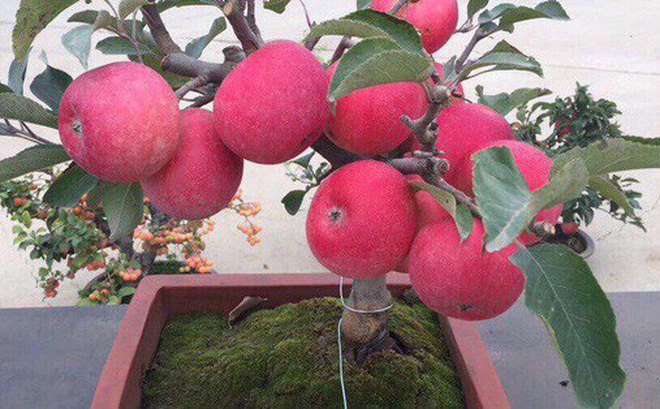 Chán đào, quất, đại gia