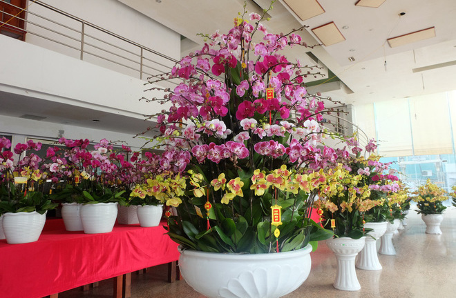 Cận cảnh chậu lan hồ điệp 9 tầng giá 40 triệu đồng chơi tết 