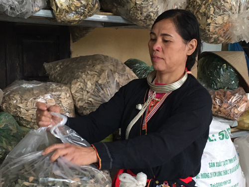 Thoát khỏi bệnh xương khớp: thoái hóa, thoát vị, viêm khớp… nhờ bài thuốc quý người Dao