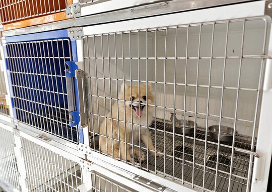 Dịch vụ trông giữ chó, mèo 