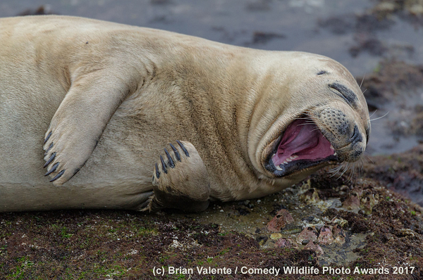 Chùm ảnh động vật ngộ nghĩnh sẽ khiến bạn vui cả ngày đầu năm