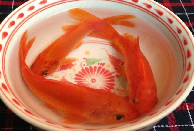 Cách lựa chọn cá chép trong ngày lễ cúng ông Công ông Táo 23 tháng Chạp