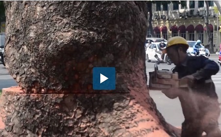 TP HCM: Hàng cổ thụ bị đốn hạ, đường Tôn Đức Thắng thay đổi ra sao?