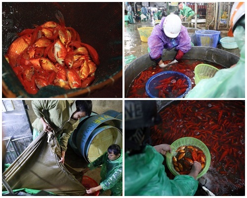 Đỏ rực chợ cá chép lớn nhất Thủ đô trước ngày ông Táo