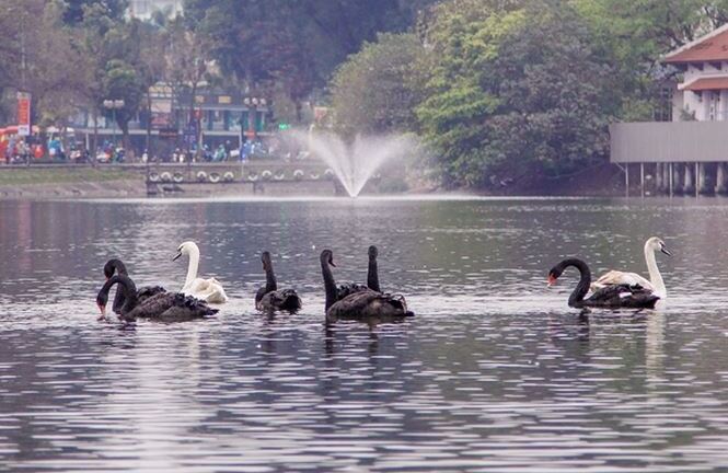 Vì sao 6 cặp thiên nga ở hồ Gươm 