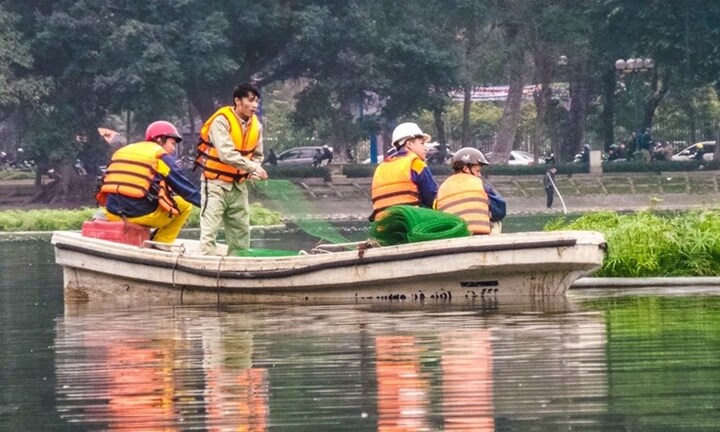 Quây lưới nhốt thiên nga giữa hồ Thiền Quang để tránh trộm?