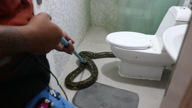 Tá hỏa vì thấy trăn 3m trong nhà vệ sinh