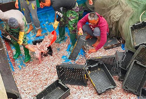 Ngư dân trúng đậm 200 tấn cá cơm ngày giáp Tết