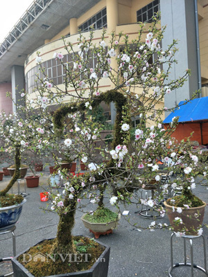 Chiêm ngưỡng cây mai cổ rêu phong có giá trăm triệu