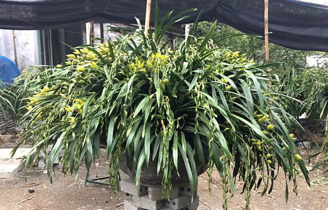 Chi nửa tỷ mua 3 chậu lan, chở máy bay từ Hà Nội vào TP.HCM