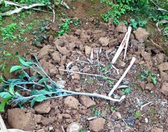 Hộ dân bị kẻ xấu chặt hạ 500 cây cam đúng ngày 28 Tết