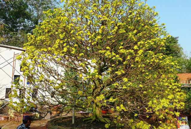 Cận cảnh cây mai vàng 