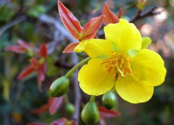 Những điềm lành và kiêng kỵ trong những ngày Tết của người Việt