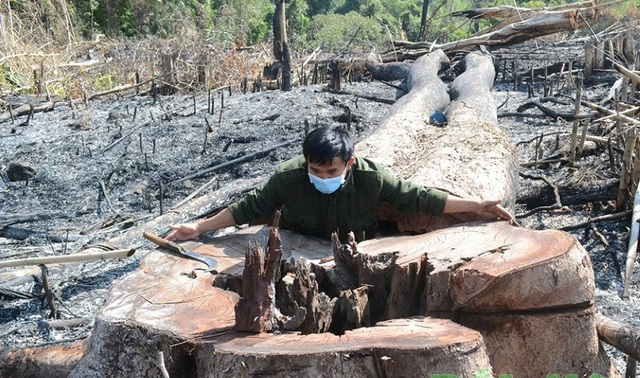 Khởi tố, bắt tạm giam đối tượng chủ mưu phá 15ha rừng