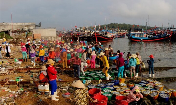 Ngư dân Quảng Ngãi trúng đậm mùa cá cơm trong chuyến biển đầu năm