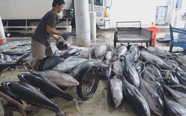 Đầu năm ngư dân Khánh Hoà trúng đậm cá ngừ đại dương