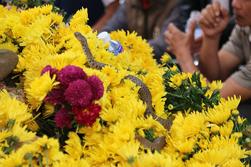 Người dân dựng rạp, kéo điện trên ngôi mộ vô danh xuất hiện 2 con rắn