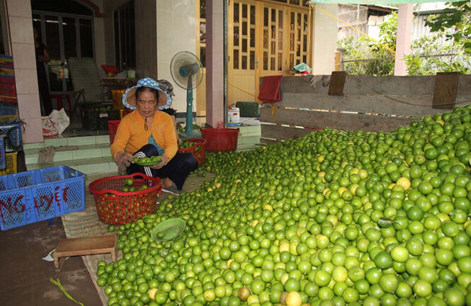 Giá chanh tăng lên 7- 8 lần, nhà vườn
