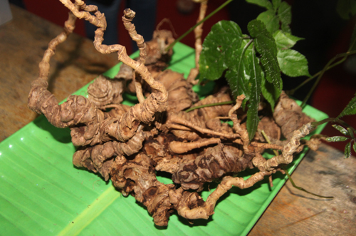 2 củ sâm Ngọc Linh khủng được chủ nhân rao giá hơn 1 tỷ đồng