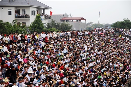 Hội chọi trâu Hải Lựu 2018: Ngàn người chen chúc, trèo tường vào sân đấu