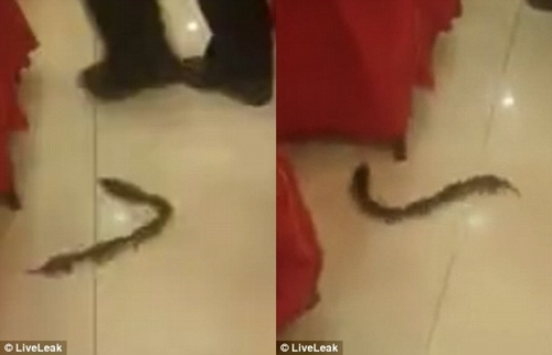 Thực khách náo loạn khi cả chục con chuột chơi 