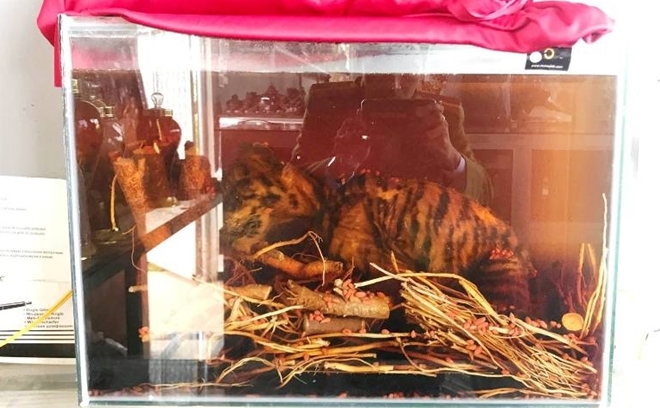 Tàng trữ trái phép 2 cá thể hổ, một người bị phạt 75 triệu đồng