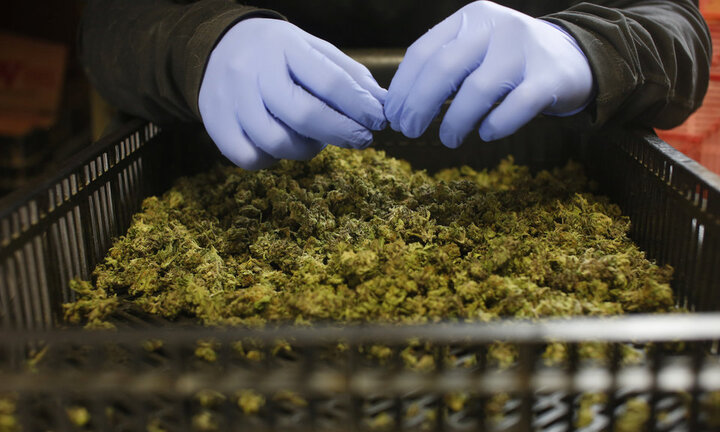 Bùng nổ ngành công nghiệp cần sa ở Mỹ