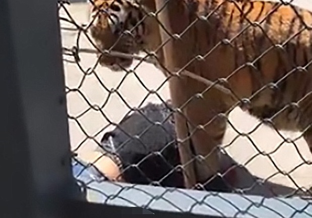 Kinh hoàng giây phút hổ ăn thịt chính người chăm sóc