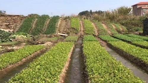 Nông dân hoảng loạn bỏ chạy khi ruộng rau bỗng dâng cao thành đồi