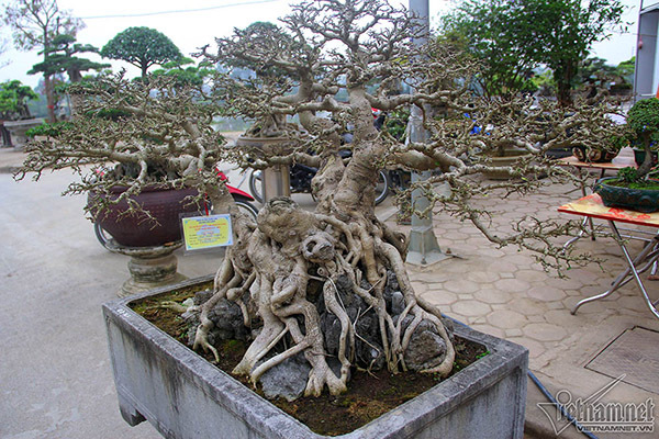 Bộ cây sanh Tam đa được hét giá 30 tỷ ở Hà Nội có gì đặc biệt?