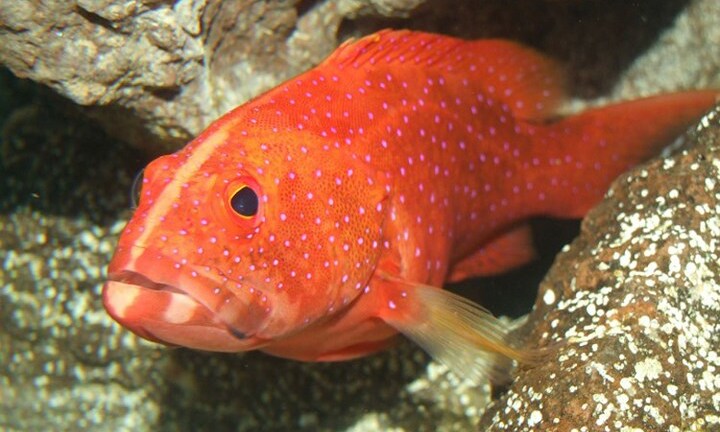 Những loại cá cảnh đắt nhất thế giới, giá cả trăm triệu đồng/con